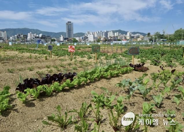 군민공공텃밭 사진