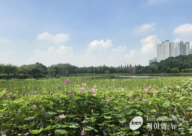 호수변에 연꽃을 식재한 일산호수공원 풍경