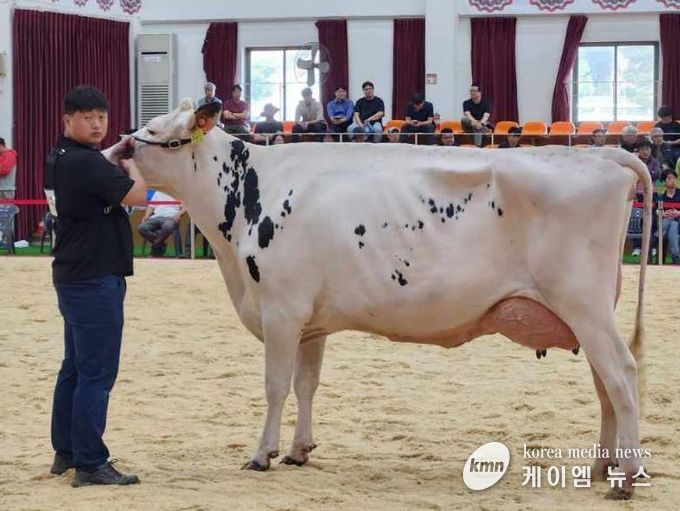 여주시 흥천면 신미목장, 제11회 서울우유 홀스타인 경진대회 ‘시니어 챔피언’ 수상