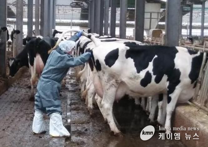 젖소결핵검진