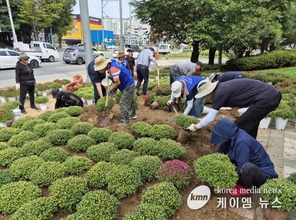 평택시 세교동, 2025년 가을맞이 국화꽃 식재 추진
