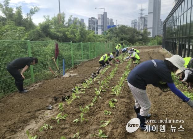 과천시 문원동, ‘행복 나눔 텃밭’ 조성…취약계층에 따뜻한 나눔 실천