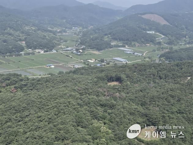 덕산면 소나무재선충병 현장 사진