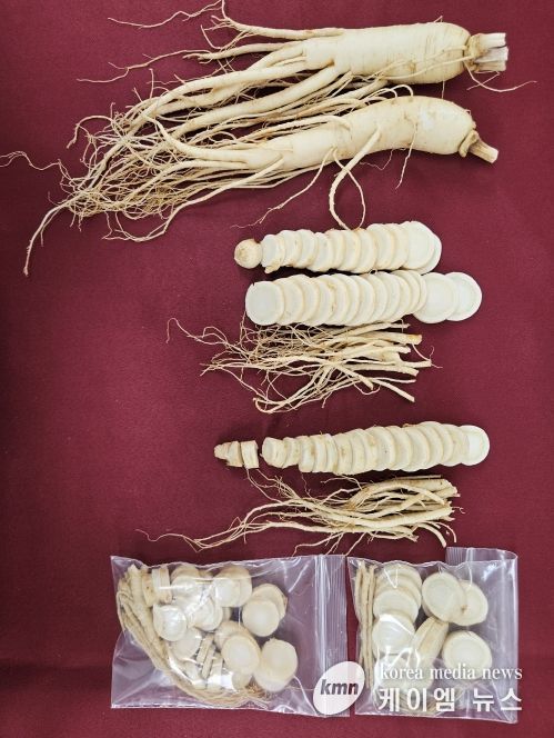 인삼 수확철 맞아 ‘수삼 냉동 저장법’ 소개