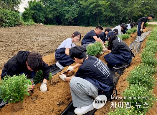 재생국화 식재