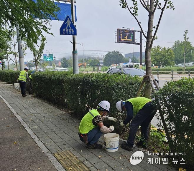 화성특례시 관계자가 향남 택지 내 가로수에 토양 개량 작업을 하고 있다