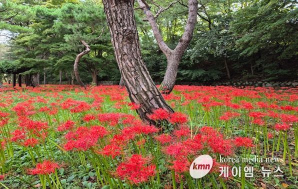 인천대공원, 꽃무릇·코스모스 절정