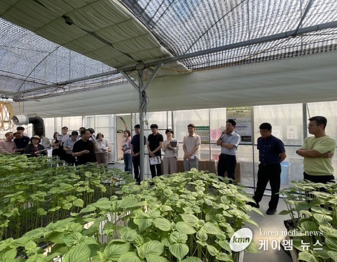 잎들깨 수경재배