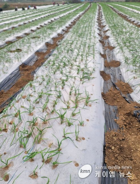 농기원, 적기 파종·월동 관리 지침 안내