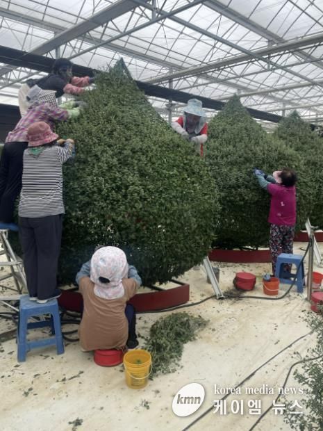 농업기술센터 국화재배포장 국화 유인 작업 모습