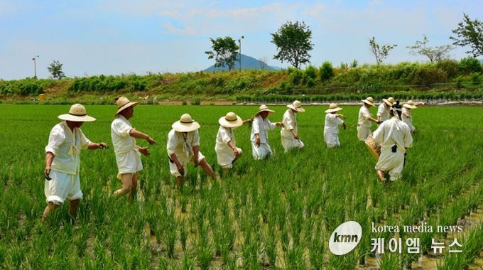 용인특례시 향토무형유산으로 지정된 '백암농요' 논매기 모습