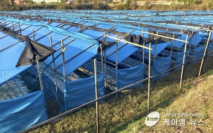 파주시, 2026년 특용작물(인삼) 생산시설 현대화 지원사업 신청 접수