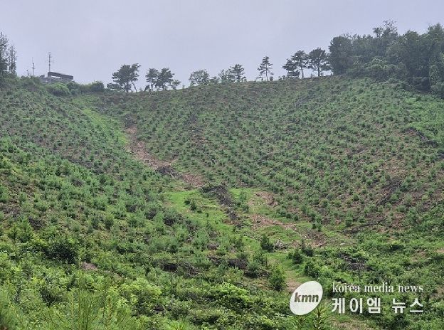 파주시, 266.6 헥타르 규모의 2025년 조림지 가꾸기 사업 완료