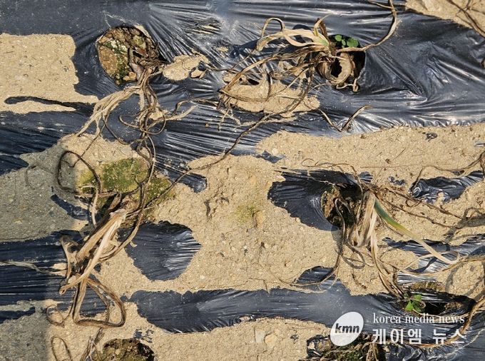양파 흑색썩음병, ‘친환경 방제제’로 잡는다