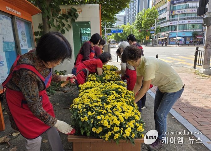 고양시 일산3동 주민자치회, 가을맞이 ‘국화 심기’⋯마을에 활기 불어넣어