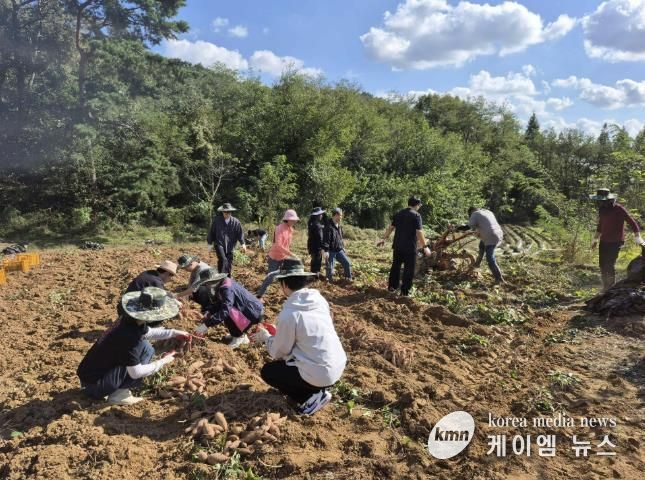 홍성군, 고구마 수확농가 일손 도와