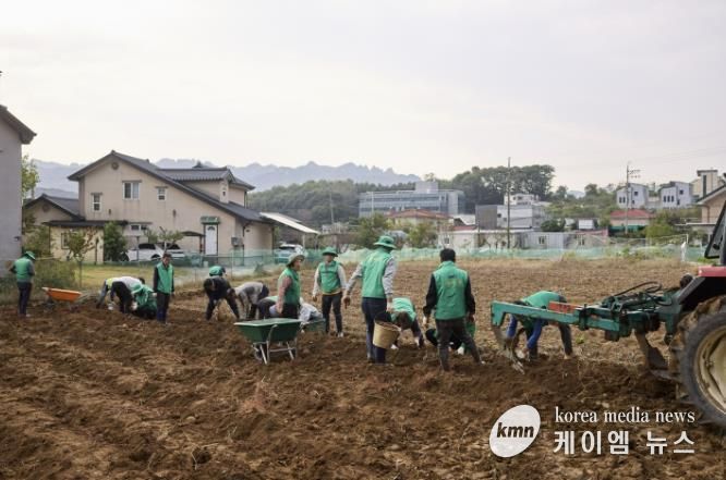 양주시 장흥면 새마을회, 이웃돕기 기금마련을 위한 고구마 수확 행사 성황리 개최