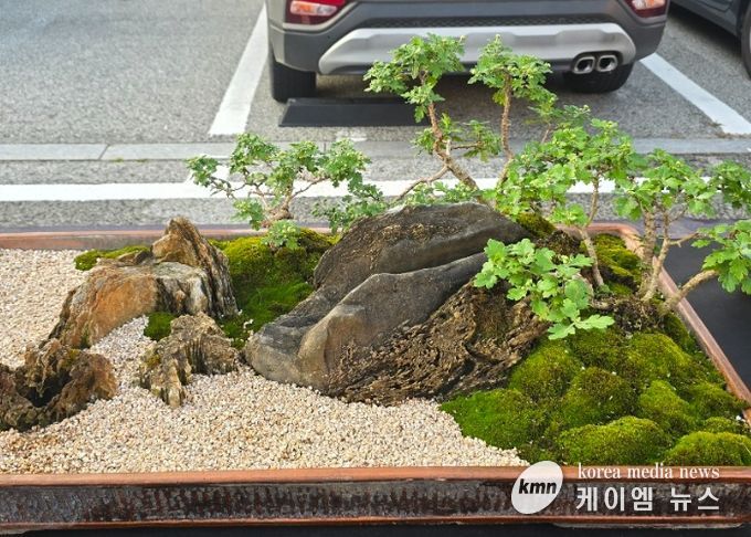 여주시관상국화연구회, 강천섬 힐링 문화 축제장에서 전시회 개최