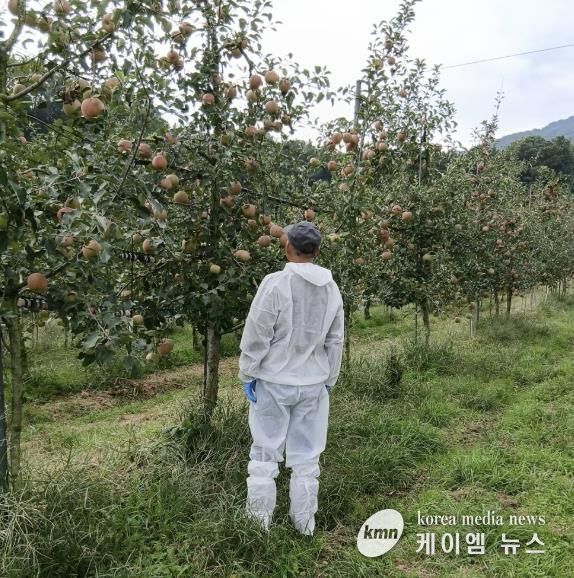사과원 화상병 예찰 모습