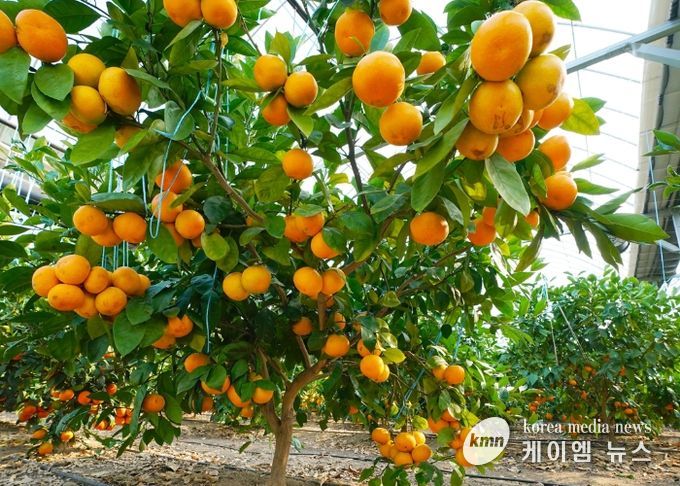 광주시, ‘팔당愛감귤’ 수확 체험 본격 시작