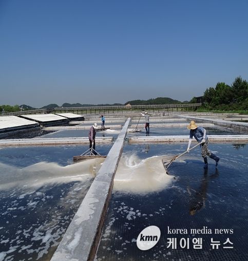 천일염 채취
