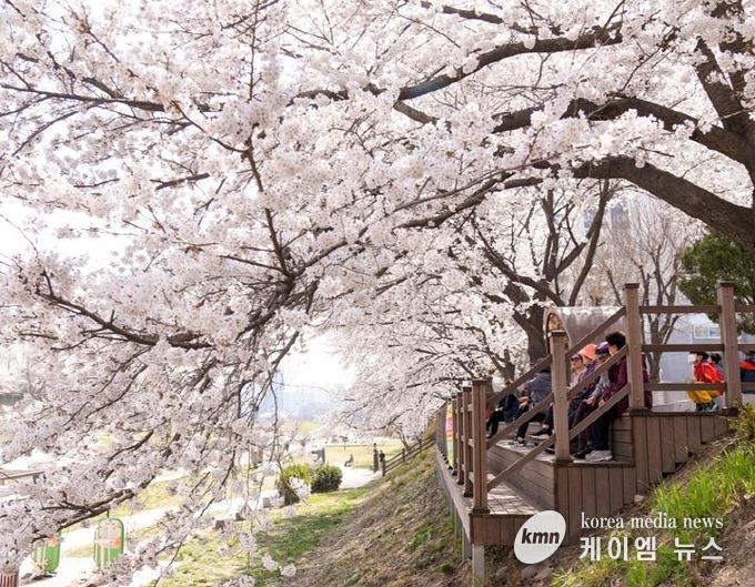 중랑천변 벚꽃길