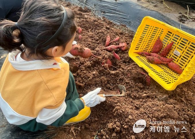고구마를 수확하고 있는 어린이들