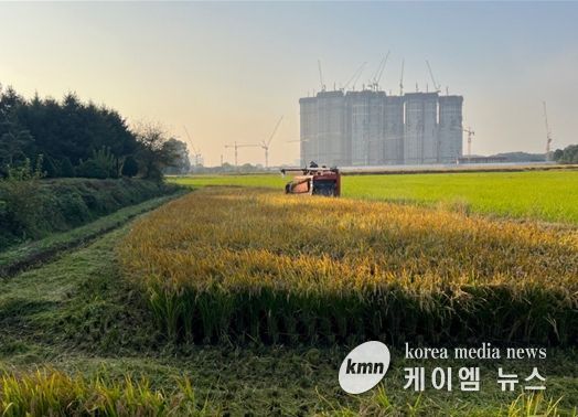연희공원 논습지 벼(2024년 사진, 수확과정)