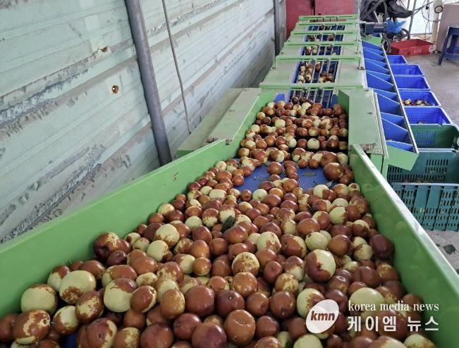 포천시, 대추 재배기술교육 실시…재배 안정성 및 농가 소득 향상 기대