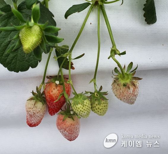 겨울철 시설하우스 3대 병해 예방 안내