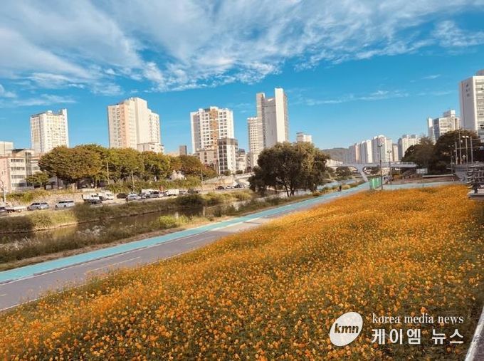 중랑천 황화 코스모스 꽃길