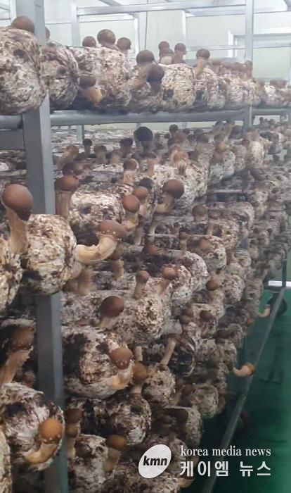 포천시, ‘표고버섯 스마트 재배기술 교육’ 실시