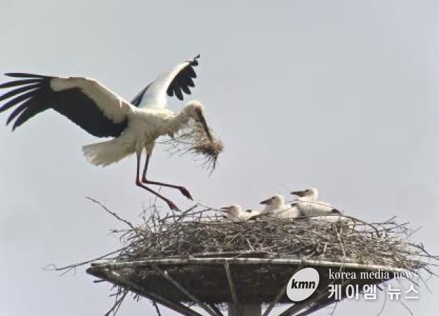 황새둥지