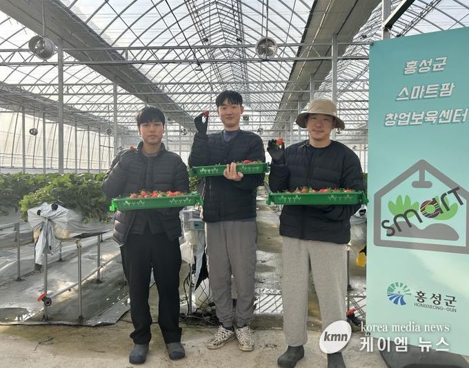 홍성군, 청년농 딸기 첫 출하!