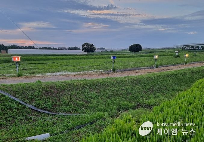 먹노린재 최적 방제 전략 찾았다