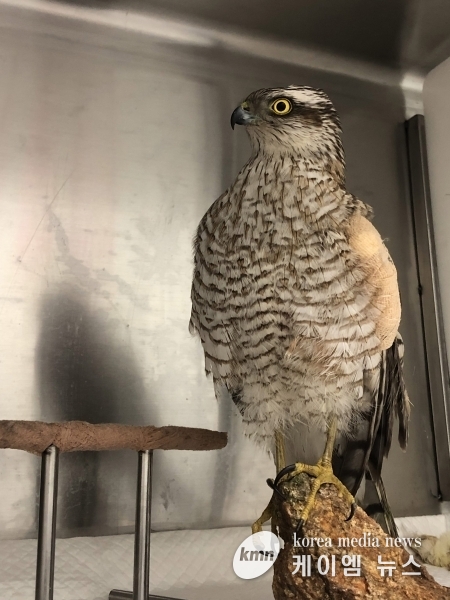 멸종위기종 새매, 경기도 야생돌물구조센터서 재활받고 자연으로 복귀