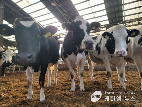 경기도, 102개 농장 대상 럼피스킨 백신항체가 조사 착수