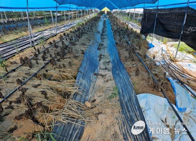 7~8월 폭염 인삼피해 농가(안성시)