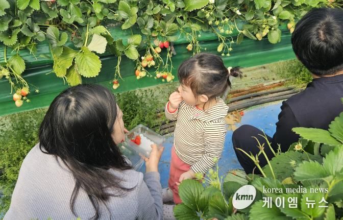 딸기수확체험