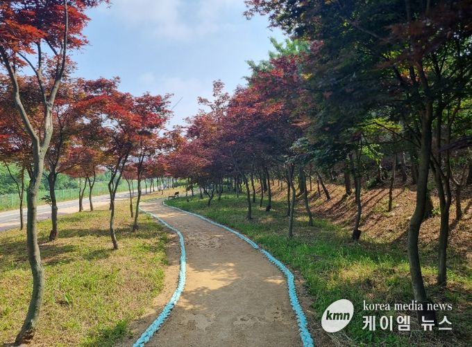 김포 홍단풍 나무숲길