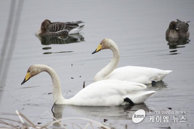 의왕 왕송호수에서 포착된 천연기념물 '큰고니'…의왕도시공사, 생태환경 보전 가치 재확인