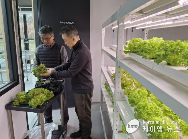 과천시 도시농업센터에서 재배하고 있는 채소 모습