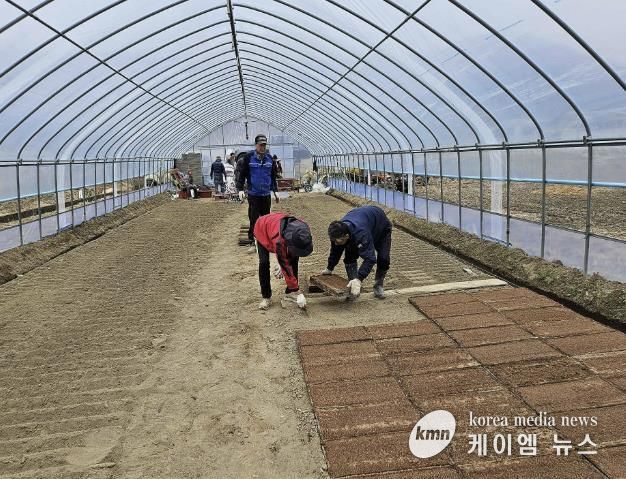 못자리 모판 늘어놓기