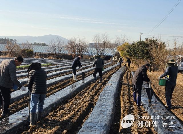 안성시 농업기술센터, 농촌지도자연합회와 사랑의 감자(과제포 활동) 식재