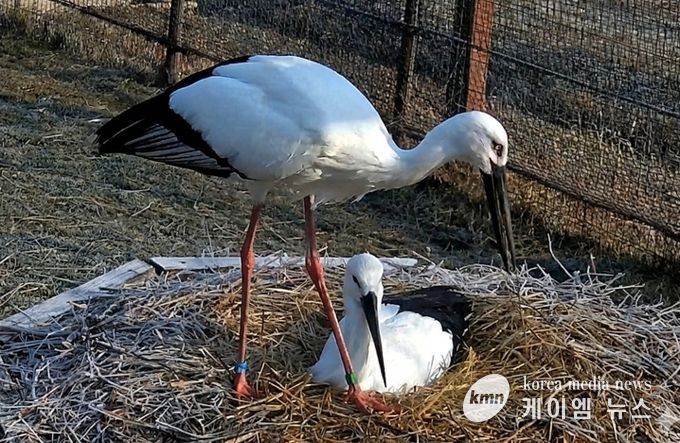한일 황새 커플 모습