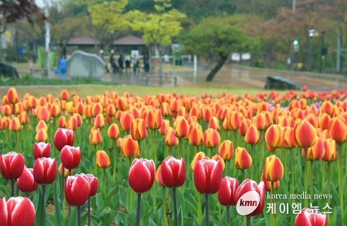 의정부시, 봄맞이 하천환경정비 추진…꽃길 조성부터 수중 정비까지
