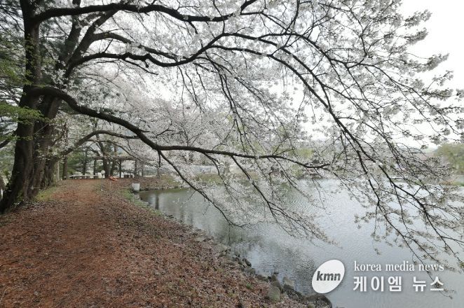 가평군, 청평 옛 중앙내수면연구소 벚꽃길 개방