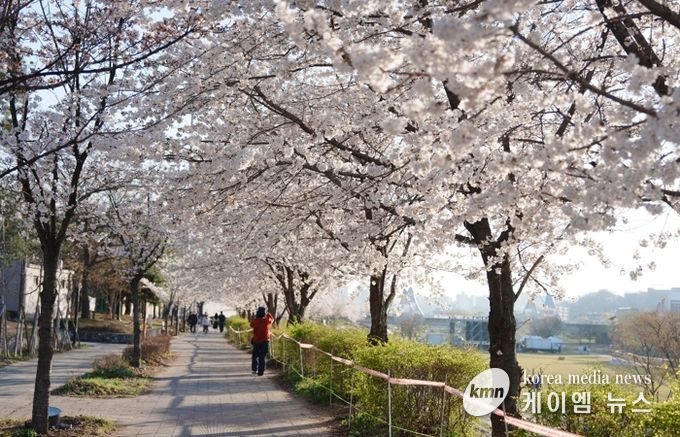 오산천 벚꽃축제 성료…봄밤 수놓은 빛과 공연