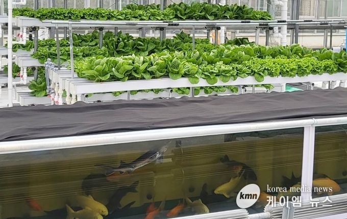 경기도농업기술원, ‘아쿠아포닉스 상추 친환경 관리 매뉴얼’ 발간