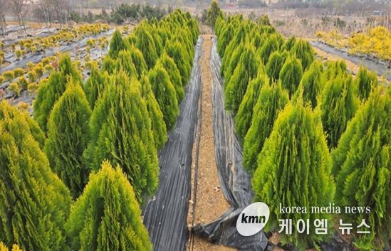 계양공원사업소, 상반기 공공녹지 조성용 수목 11만 1천 주 공급